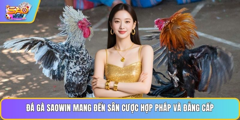 Đá gà Saowin mang đến sân cược hợp pháp và đẳng cấp