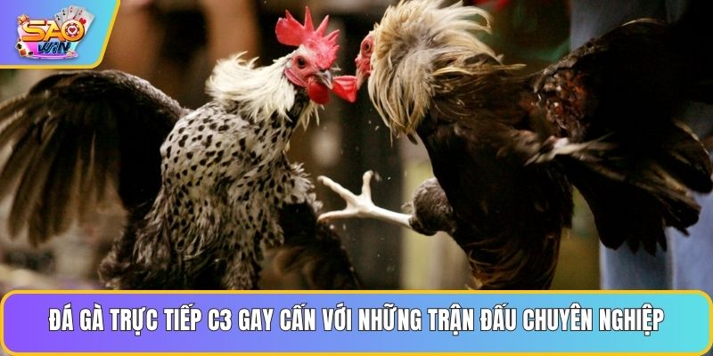 Đá gà trực tiếp C3 gay cấn với những trận đấu chuyên nghiệp